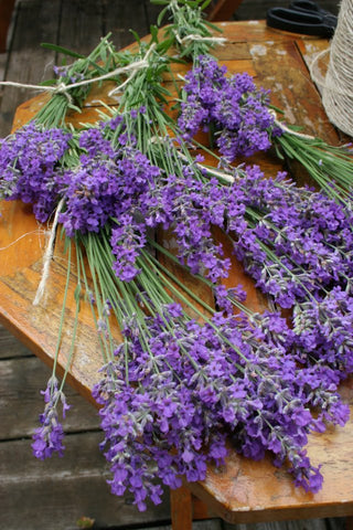 Super Dreamy Lavender